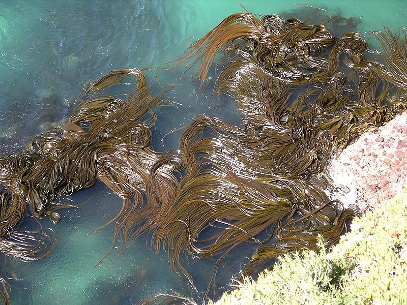 Antartide, “zattere” di alghe e trasporto “autostop” di specie marine invasive