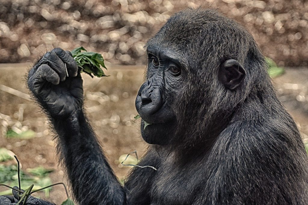 Leonardo DiCaprio a sostegno del Virunga National Park dona 2 milioni di dollari