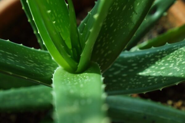 Piante ed erbe officinali: Da scoprire e da coltivare in casa