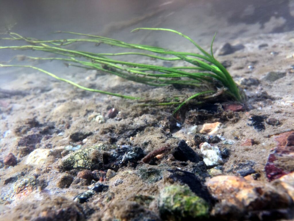 La felce acquatica Calamaria di malinverni, a rischio estinzione, torna a casa