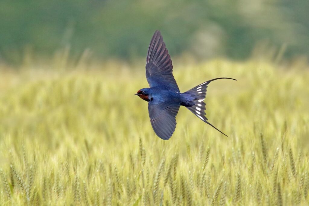 Se una rondine non fa primavera, tante rondini aiutano le aziende agricole