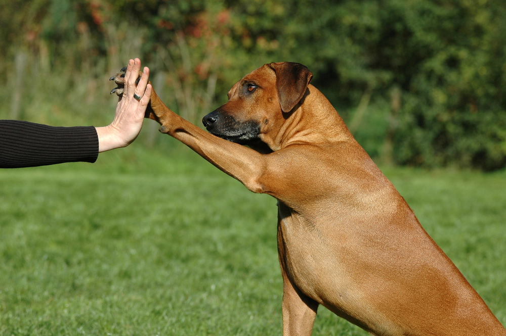 Legge Angelo: carcere per i reati sugli animali