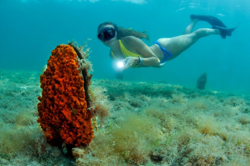 Giornata Mondiale della Biodiversità, da LIFE due concorsi fotografici a difesa del mare